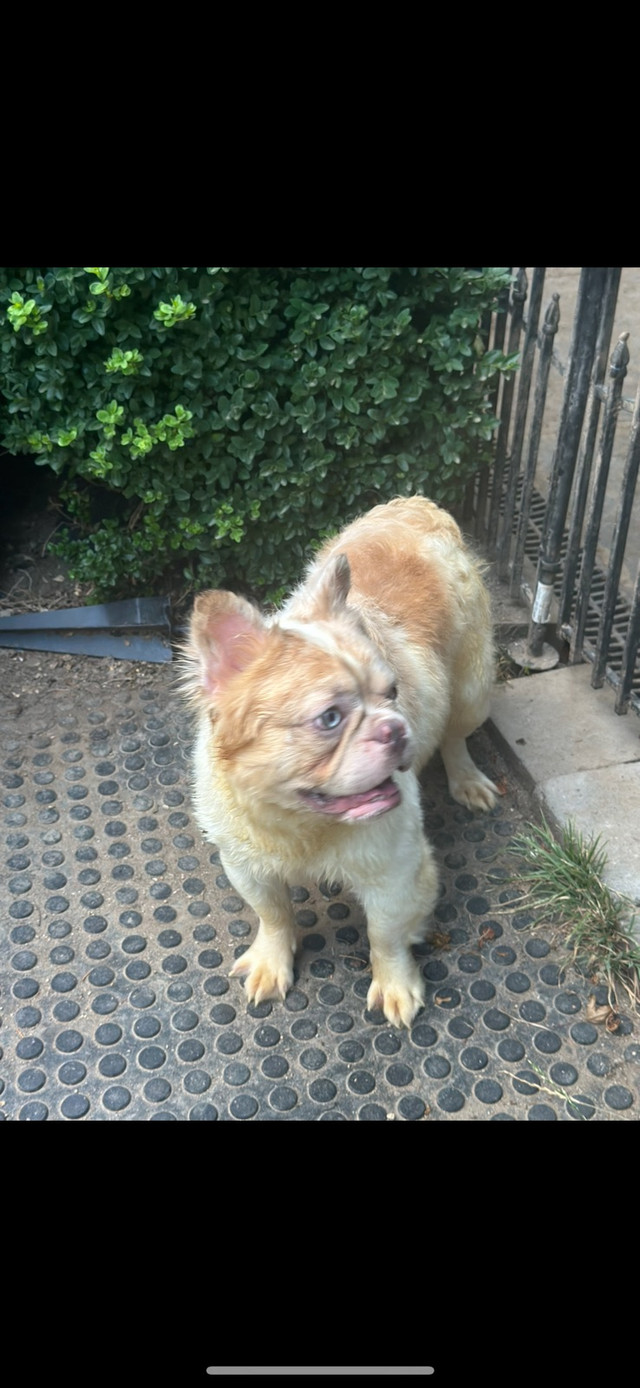 Ckc French bulldog adult Merle fluffy male in Dogs & Puppies for Rehoming in Burnaby/New Westminster - Image 3