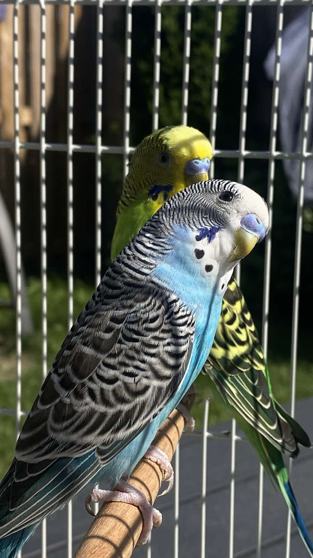 Selling Two Male Budgies  in Other in City of Toronto - Image 2