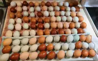 Eggs - Organic Farm Fresh - $8