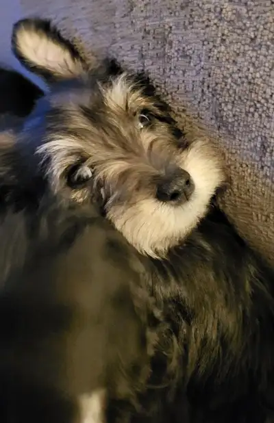Pure mini Schnauzers, View more