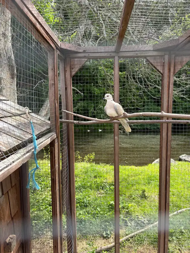 Five doves489519554328023041
