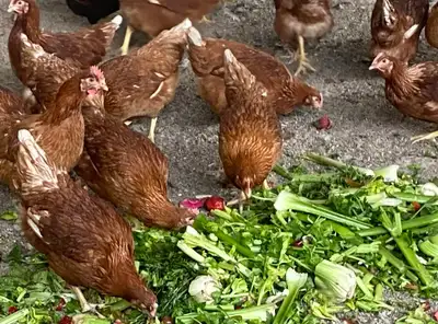 chickens laying hens pullets, View more