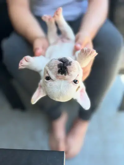 French Bulldog Puppies, View more