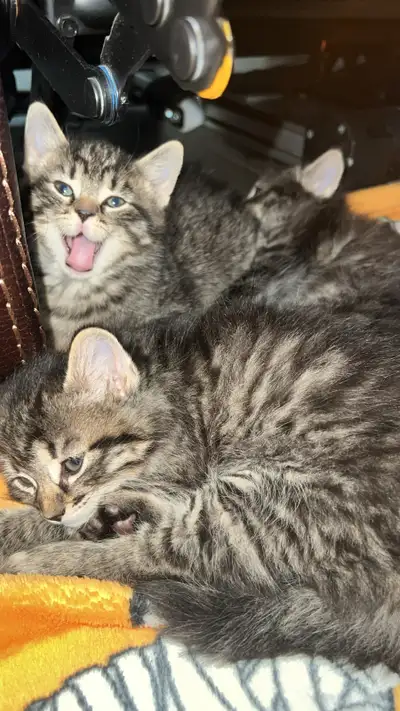 Kittens., View more