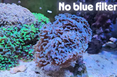 Absolutely stunning Euphyllia ancora wall hammer coral with a deep black-violet base and luminous la...