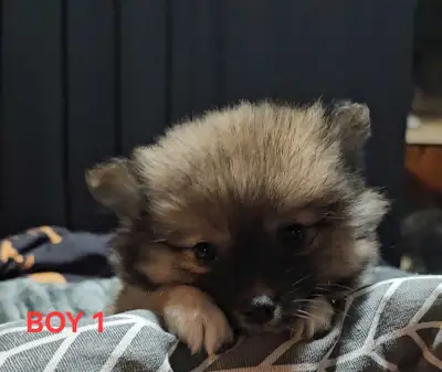 Cute Pomeranian x puppies looking for their forever homes. 3 male and 1 female. Comes with vet check...