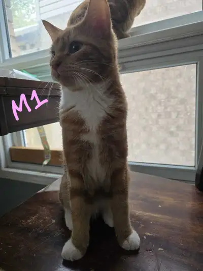 kittens for sale, View more