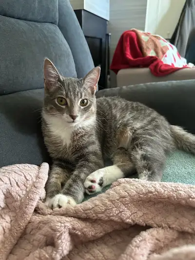 8 month old fixed male looking for home, View more