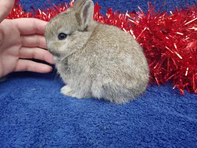 EXTRAORDINARY Netherland dwarf, Holland lop, & Lionhead bunnies, View more
