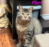 Piper (Infinity Haven Cat and Kitten Rescue)