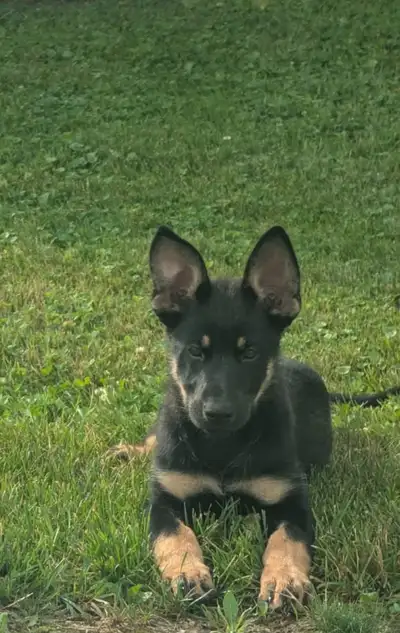 Trained Female Czech German Shepherd, View more