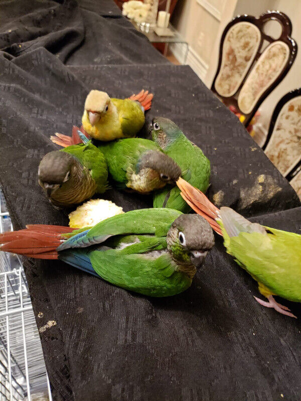 HANDFEED TAME YELLOWSIDE CONURE AVAILABLE AT CENTRAL PET STORE in Birds for Rehoming in City of Toronto - Image 3