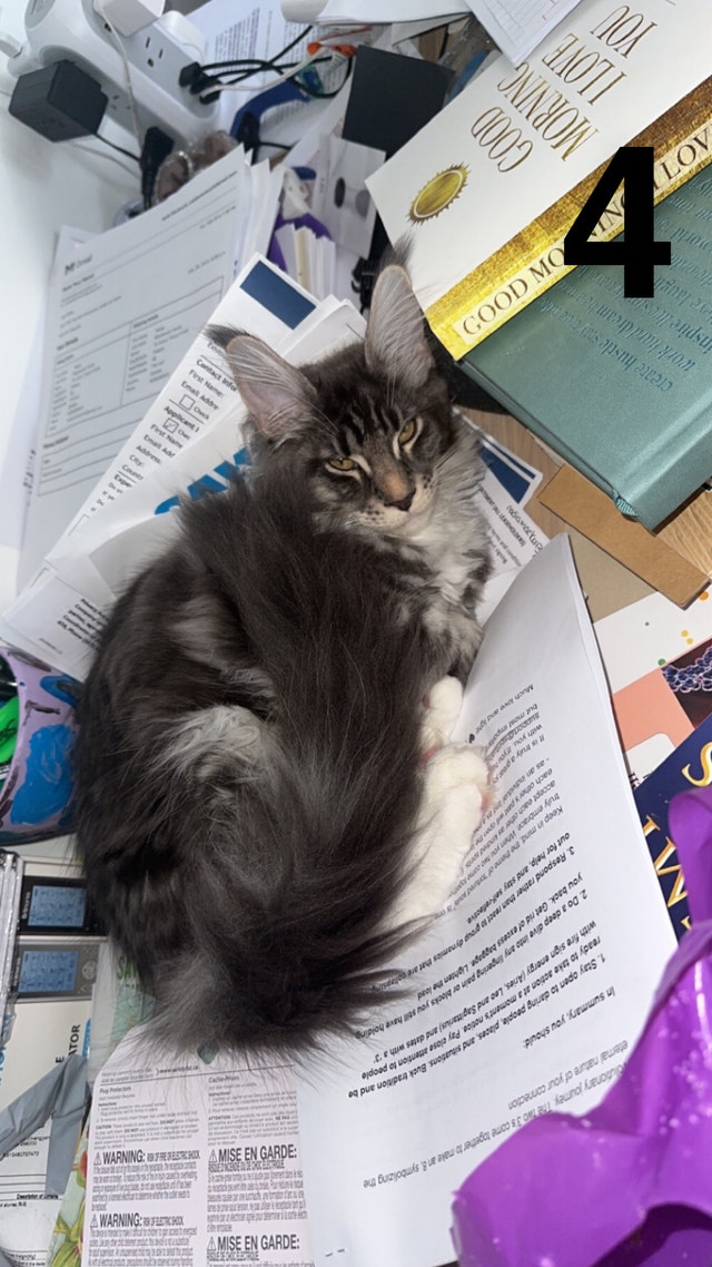 Purebred Maine Coons Cats & Kittens for Rehoming Calgary Kijiji