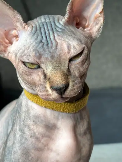 Élevage familial, maman est sur place. Jade et Casper (leurs noms) sont vaccinés et vermifugés ; ils...
