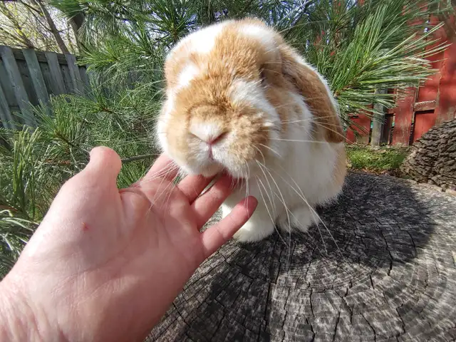 EXTRAORDINARY NETHERLAND DWARF, LIONHEAD, MINI REX, HOLLAND LOP in Small Animals for Rehoming in Ottawa - Image 2