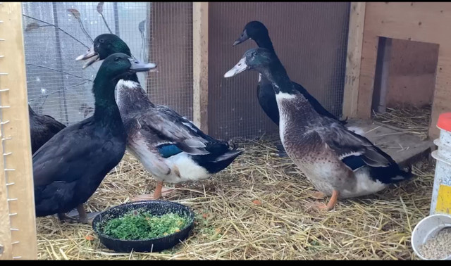 4 male Pekin x ducks in Livestock in Barrie