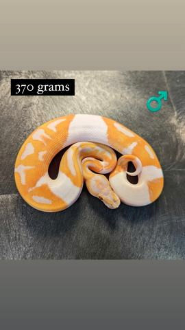 Dreamsickle Ball Python for trade in Reptiles & Amphibians for Rehoming in Peterborough
