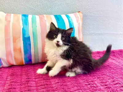 For Sale: Maine Coon Kitten, View more