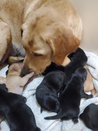 LAB PUPPYS FOR SALE  ☆NEW LITTER BORN FEB 22/24☆