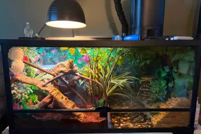 Water dragon and enclosure, View more