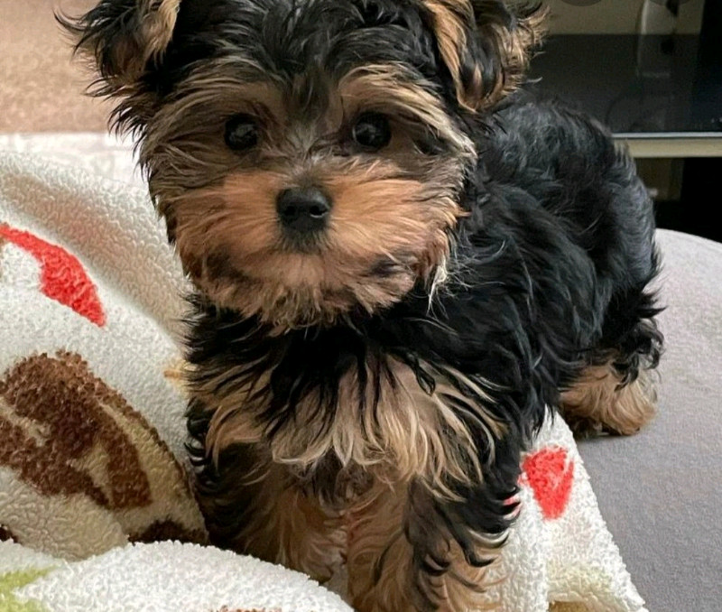 ISO Yorkie puppy | Dogs & Puppies for Rehoming | Moncton | Kijiji