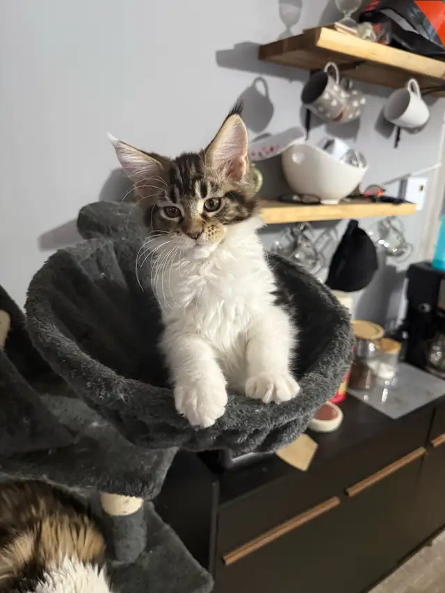 Main Coon in Cats & Kittens for Rehoming in Laurentides - Image 4