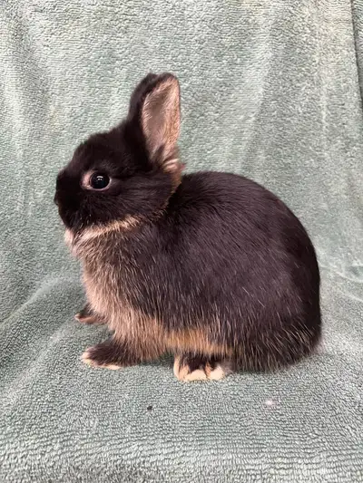 Netherland Dwarf Buck , View more