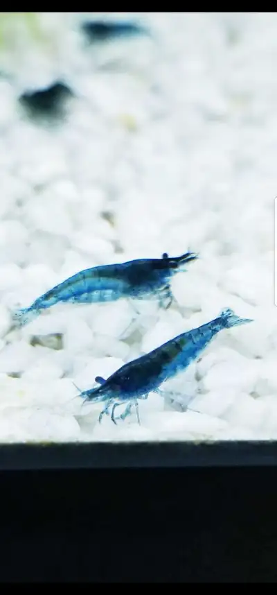 (healthy blue shrimp), View more