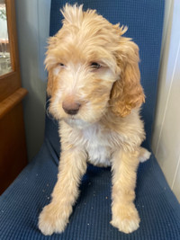 Golden doodle puppies, last 4 puppies, ready to go!  