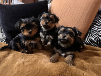 READY TO GO Male Yorkshire Terrier Puppies