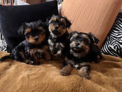 3 Male Yorkshire Terrier Puppies