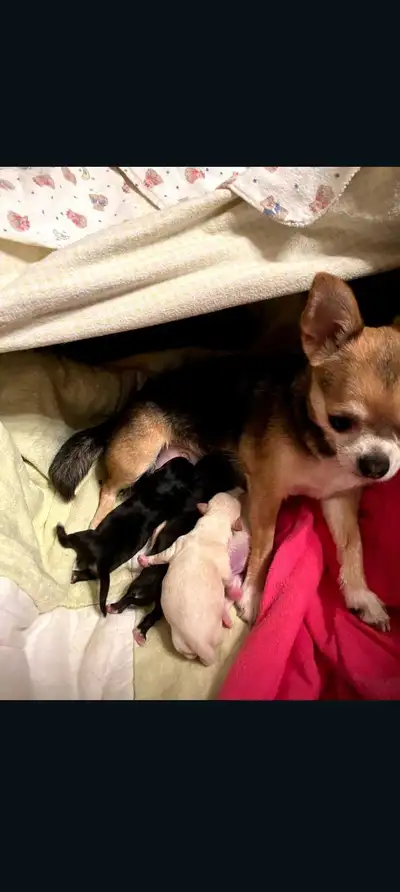 TEA CUP CHIHUAHUAS, View more