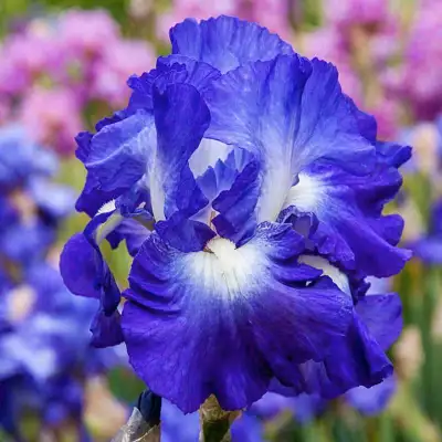 Iris rhizomes plant or rhizome, View more