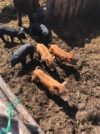 Piglets for sale, View more