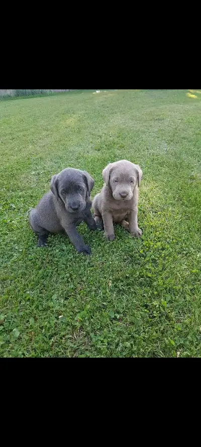 Lab puppies., View more