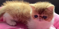 Stunning Registered  exotic shorthair &longhair Persian  kittens