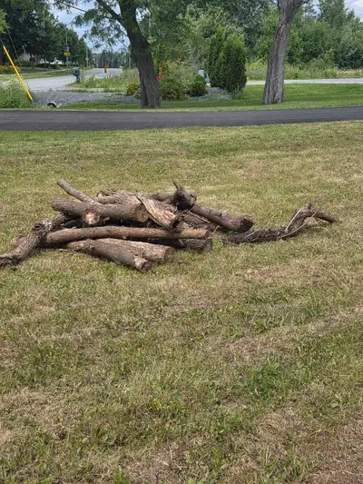 Free firewood. Cut a few years ago.