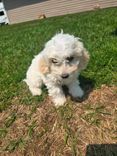 Bichon/Spaniel puppies, View more