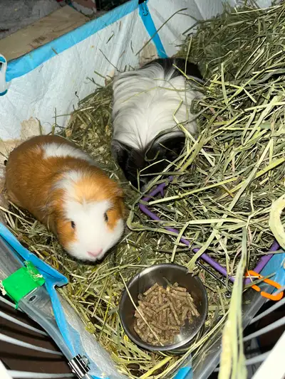 Guinea pigs, View more