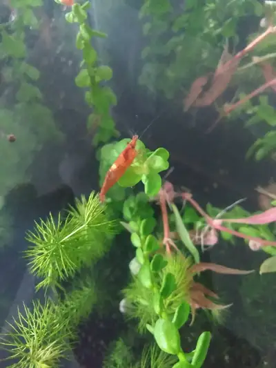 A Variety of Aquarium Plants For Sale, View more