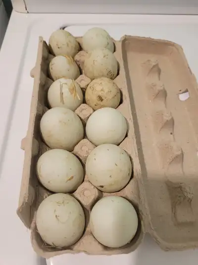 One Dozen Indian Runner Hatching Eggs For Sale, View more