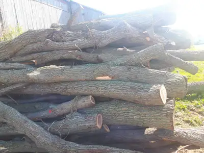 If you are looking to have your woodlot harvested Ron has 25 years experience. Care taken in the woo...