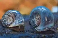 Blue Purple Ramshorn Snails  / Escargot for Aquarium