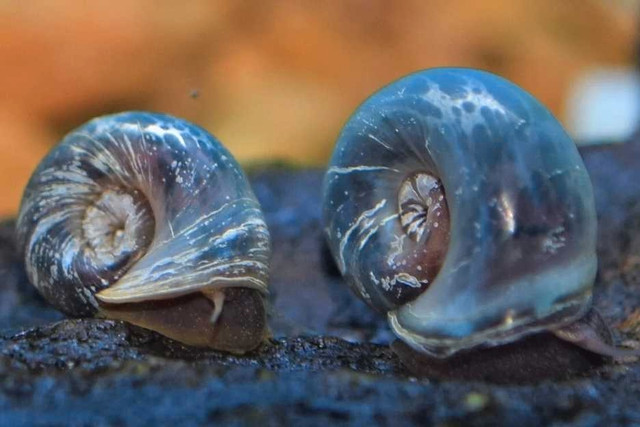 Blue Purple Ramshorn Snails  / Escargot for Aquarium dans Poissons à adopter  à Longueuil/Rive Sud