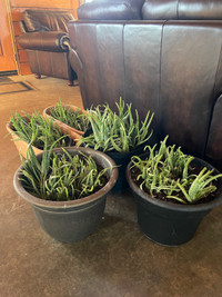 Aloe Vera plants 