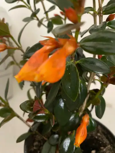 Goldfish Plant, View more