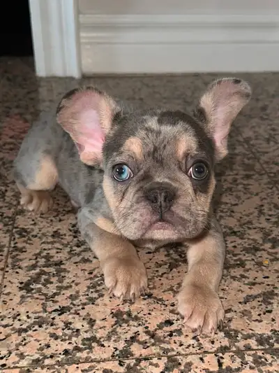 We have 1 male French bulldog puppy available! They are 17 weeks old and available to move to their...