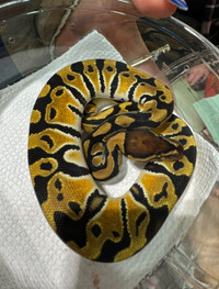Python royal femelle juvénile 
