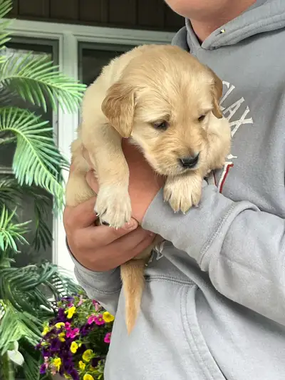 Golden Retriever Puppies ready for there forever home is 3 weeks. puppies will have first shots and...