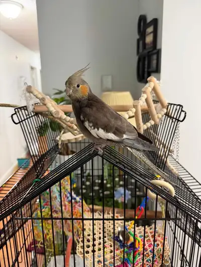 Adorable 4-Month-Old Cockatiel – Cage, Toys, food Included, View more
